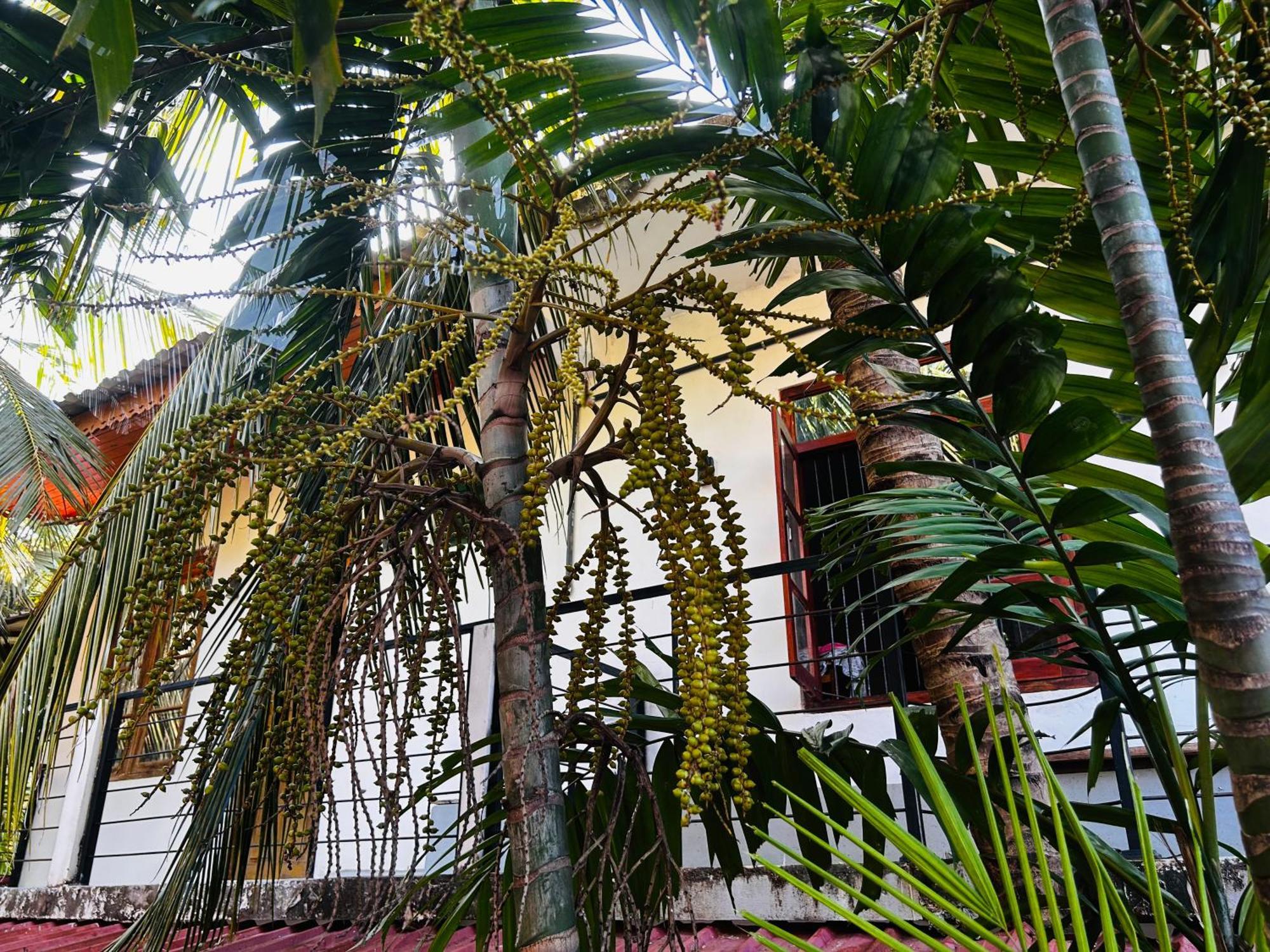 Pearl Bungalow Trincomalee Extérieur photo